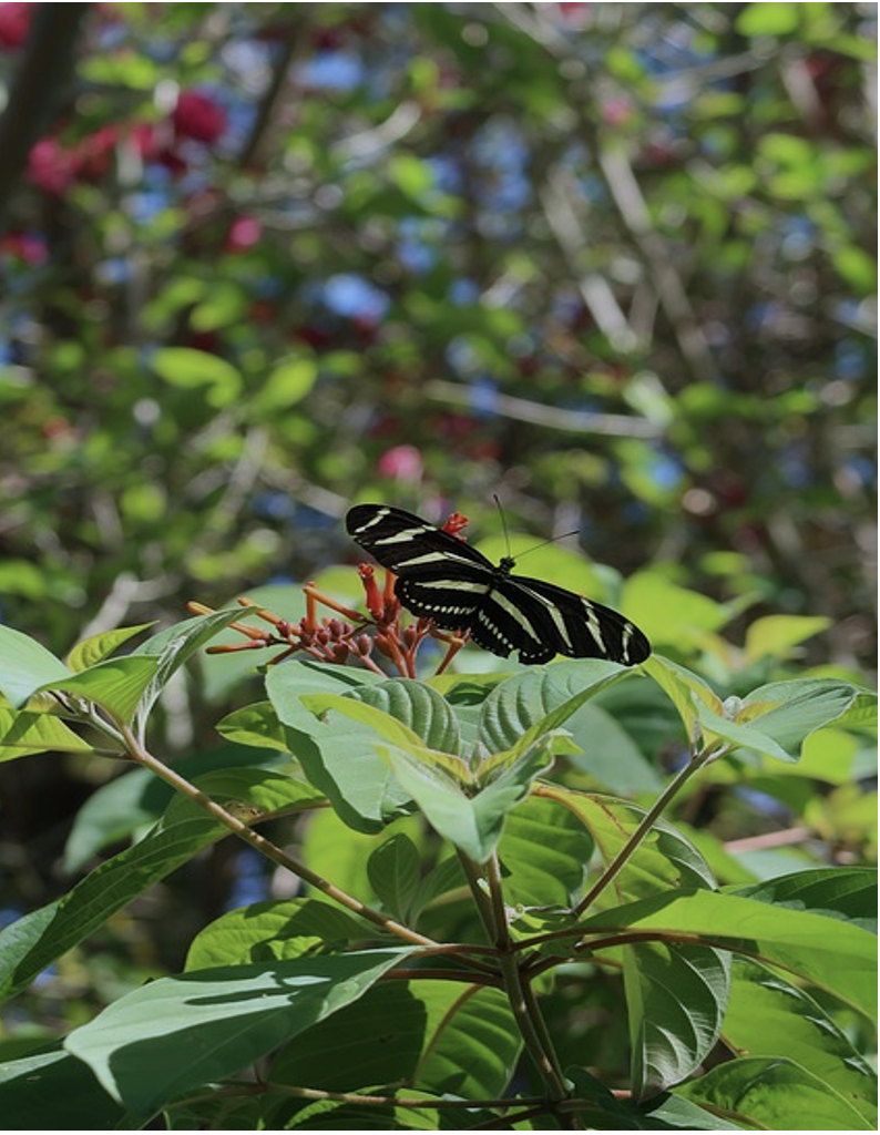 Flying Zebra